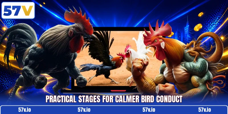 Practical stages for calmer bird conduct Practical stages for calmer bird conduct